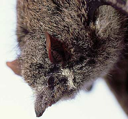 proboscis bat
