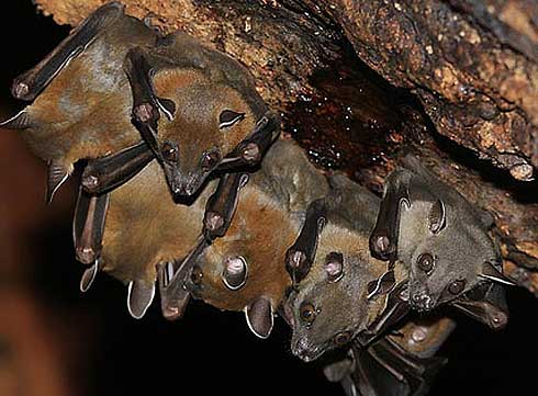short nosed bat roost group