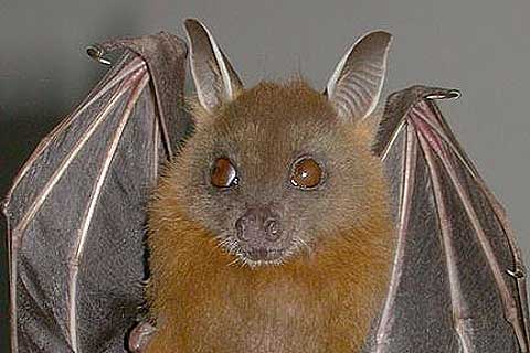 short nosed bat