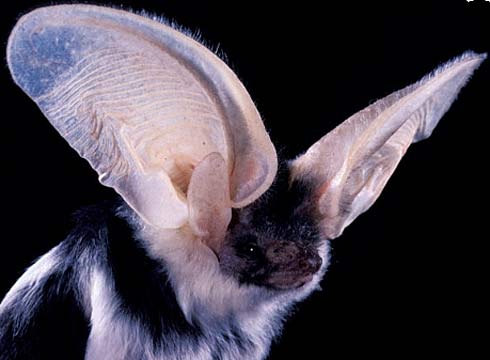Spotted Bat - Biggest Bat Ears in the Americas 