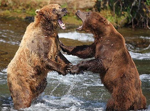 fighting bears