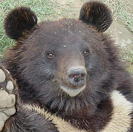 handsome asian black bear