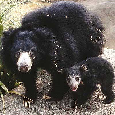 mother with cub bear