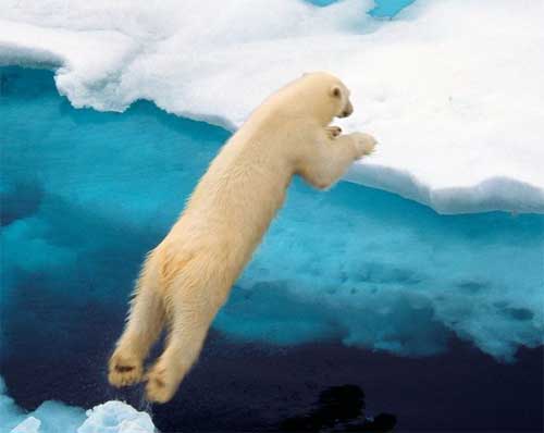 polar bear jumping