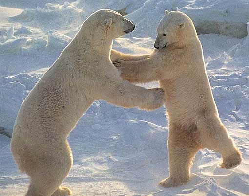 polar bear playing