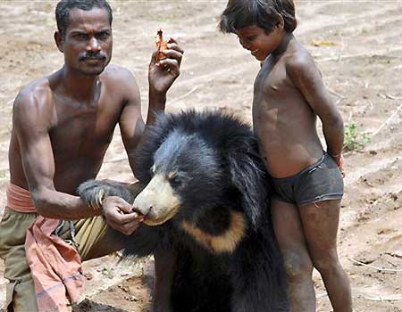 sloth bear with people