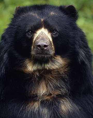 spectacled andean bear