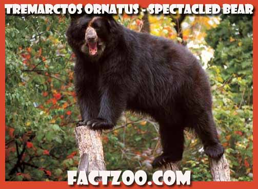 spectacled bear Tremarctos ornatus