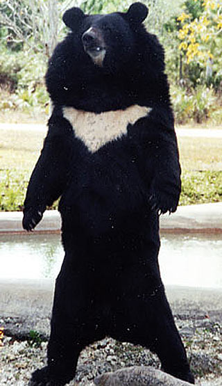 standing asian black bear