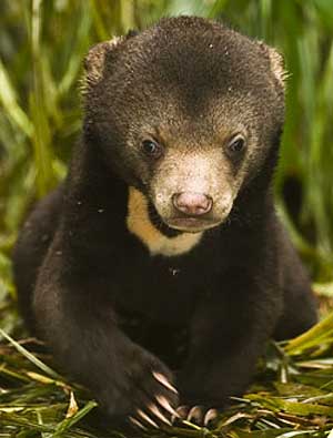 sun bear cub
