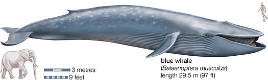 whale compared to diver and elephant