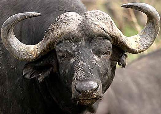 african buffalo close