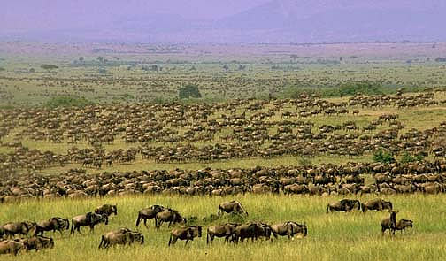 big herd wildebeest