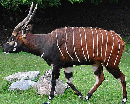 Bongo - Beautiful Striped Forest Antelope 