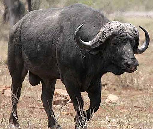 large nyati buffalo