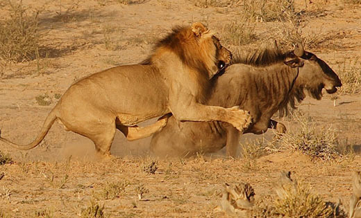 lion wildebeest
