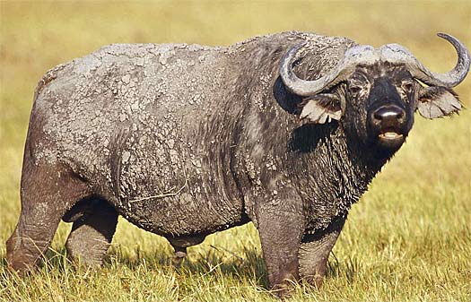 mudcaked buffalo