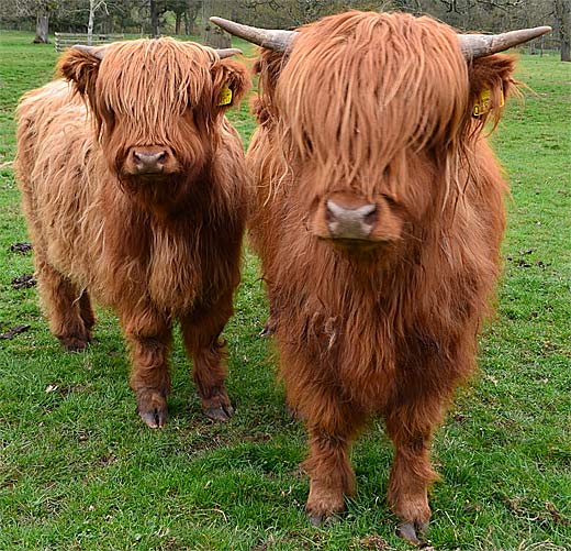 red hairy cattle