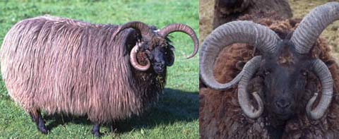 brown horned sheep