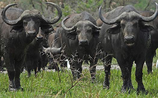 three cape buffalo