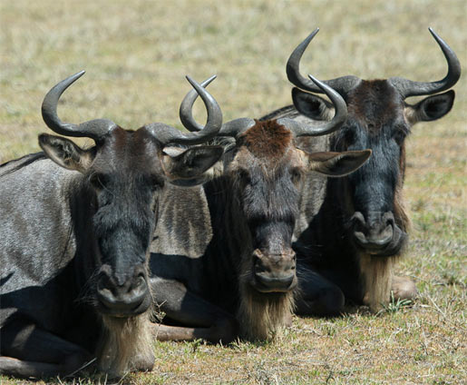 three wildebeest heads