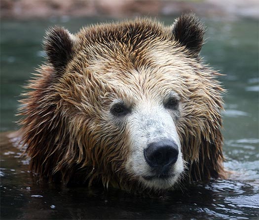 head of brown bear in river