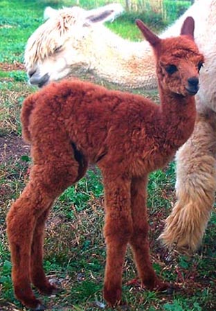 baby alpaca