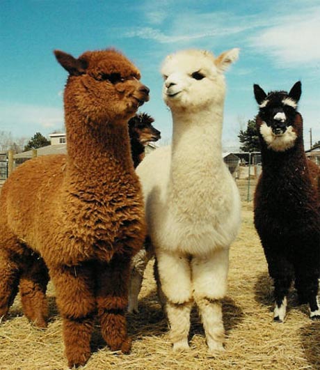brown and white woolly alpacas