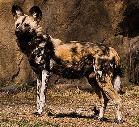 african wild dogs