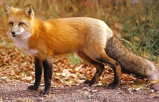 beautifully colored fox