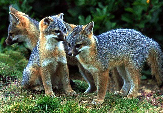 fox cubs grey