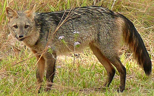 gray black fox