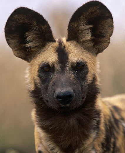 african wild dog face