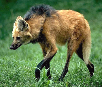 maned wolf chrysocyon brachyurus