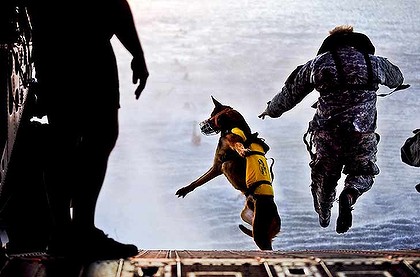 seal team 6 dogs