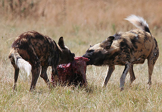 wild dogs eating