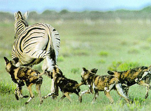 wild dogs hunting