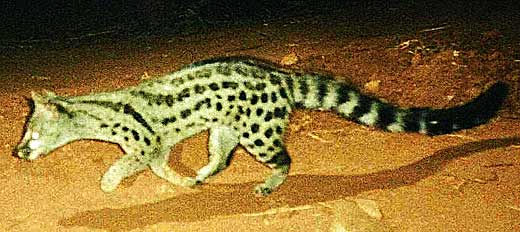 Cape or Spotted Genet