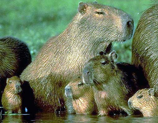 Capybara - The World's Largest Rodent 