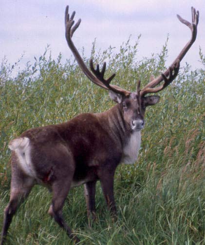 alaska reindeer antlers