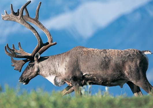 Caribou - Reindeer - Big, Tundra-Galloper 