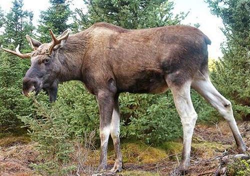 moose european elk