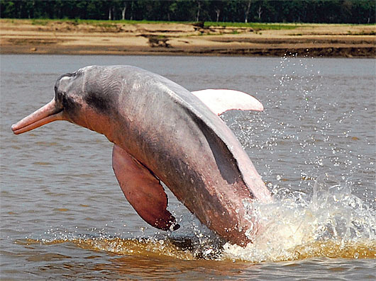 amazon river dolphin leaping