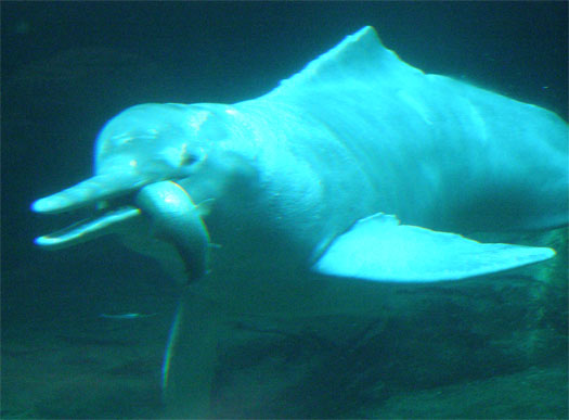 amazon river dolphin underwater eating