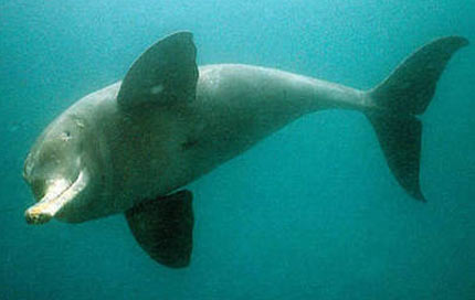 ganges river dolphin