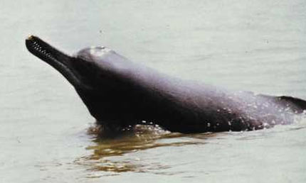 indus river dolphin