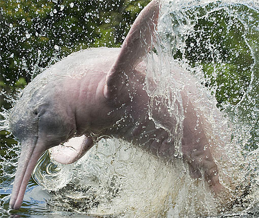 river dolphin splashing