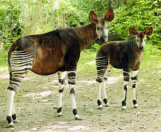 Okapi - Zebra, Giraffe, Horse Mix 