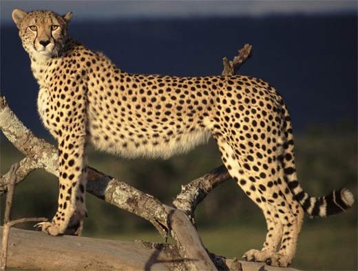 Cheetah - World's Fastest Runner 