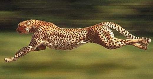 Cheetah - World's Fastest Runner 
